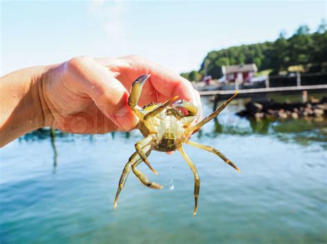 Person holding an alive crab in front of a beach and green water at summer | Stock image | Colourbox