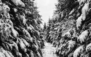 Wallpaper winter, forest, snow, trees, road, traces hd, picture, image