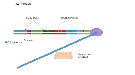 Trp Operon Animation - YouTube