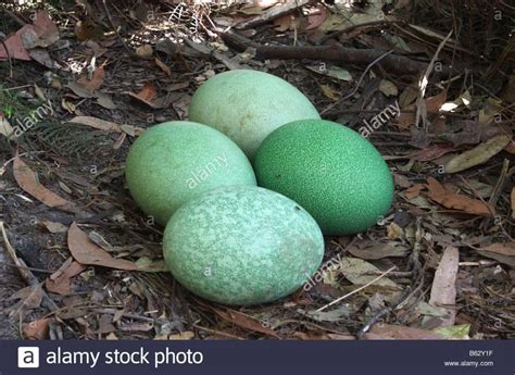 Southern cassowary eggs in a clutch of four | Cassowary, Cassowary bird ...