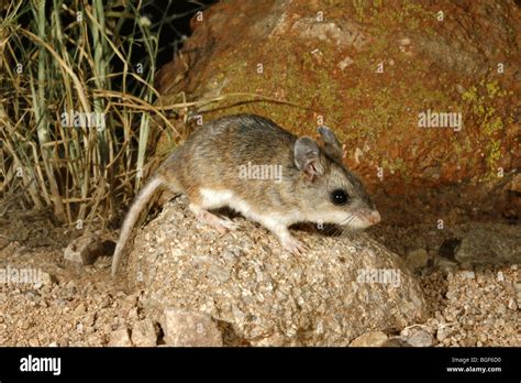 Northern Grasshopper Mouse Stock Photo: 27379212 - Alamy