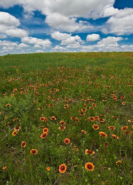 Kansas Prairie Bloom | Dodge City area, Kansas | Fine Landscape and ...