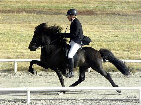 Icelandic horse, breathtaking tolt. | Islandpferde, Pferde, Pferderassen