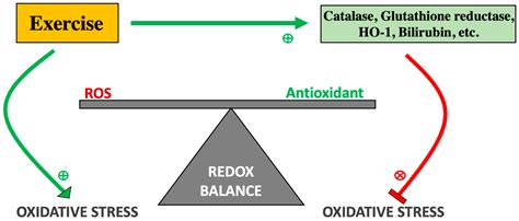 Antioxidants | Free Full-Text | Reactive Oxygen Species (ROS) and ...