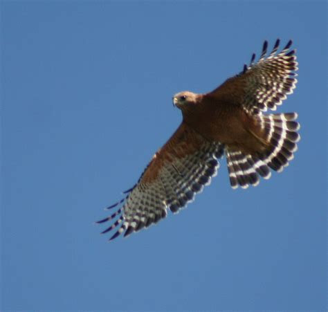 Birds of Westwood: Red-shouldered Hawk