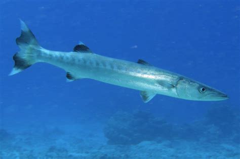 Juvenile Barracuda