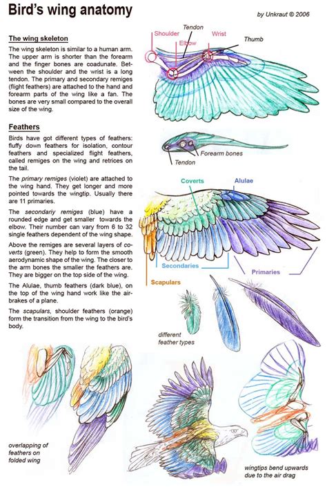 how to draw bird wings - Google Search | Wings art, Bird drawings