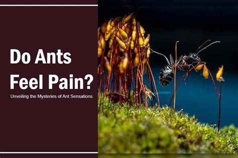 Do Ants Feel Pain? Unveiling the Mysteries of Ant Sensations