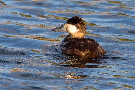 Male Ruddy Duck just before mating color | Great Bird Pics