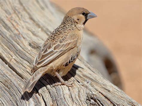 Sociable Weaver - eBird