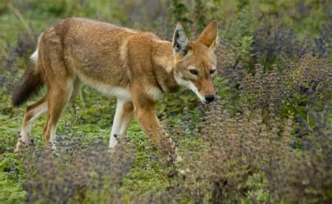 An Unlikely Alliance: Ethiopian Wolves and Gelada Monkeys - Wildlife Conservation Network