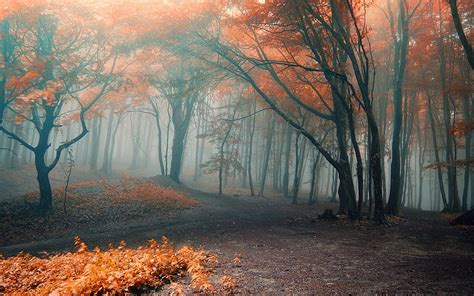 HD wallpaper: autumn, fog, forest, leaves, orange | Wallpaper Flare