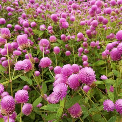 Gomphrena Seed - Rose Gomphrena Globosa Flower Seeds