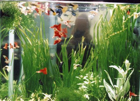 guppy fish care: Acclimating Guppies in Your Aquarium