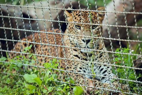 Portrait of Sri Lankan Leopard in Lying Conservation Center Stock Photo ...