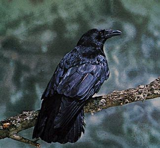 Carrion crow | bird, Corvus corone | Britannica