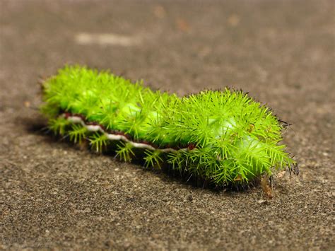 Io Moth Caterpillar | Automeris io | jciv | Flickr