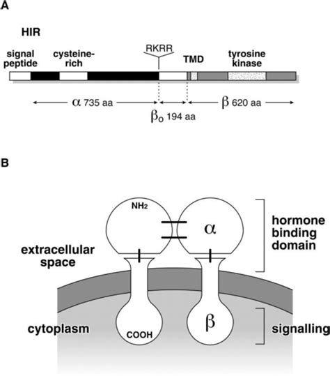 Insulin Receptor Structure