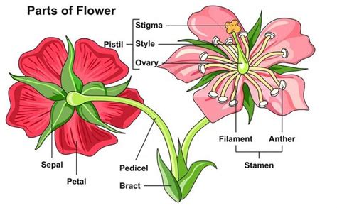 The History of Part Of The Flowers | part of the flowers https://ift.tt ...