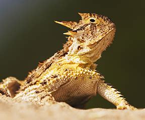 Student launches conservation study of threatened Texas reptile | UTSA ...