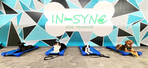 Edmonton Dog Obedience Classes | In-Sync Dog Training