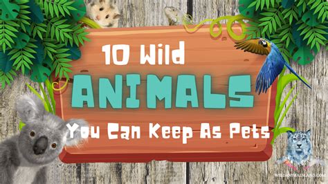 10 Wild Animals You Can Keep as Pets - Wildanimalsland