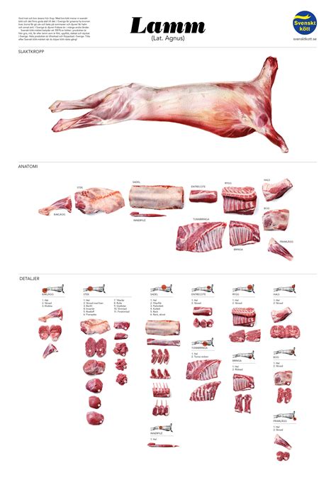 Sheep Cuts Of Meat Chart - Vector Lamb Cuts Diagram ~ Illustrations ~ Creative Market