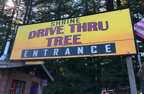 The Shrine Drive-Thru Tree In Myers Flat, California