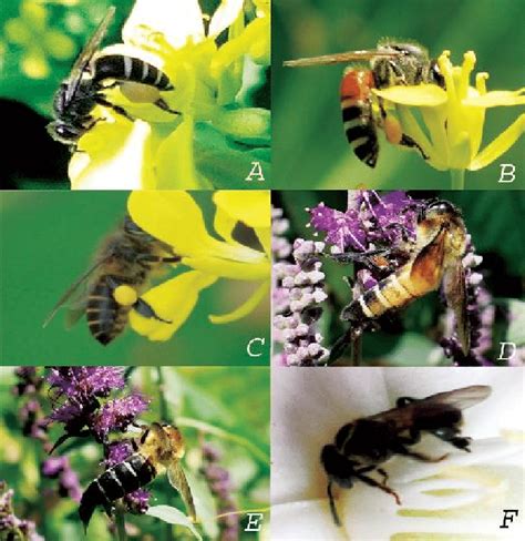 A-Apis andreniformis, B-Apis florea, C-Apis cerana, D-Apis dorsata ...