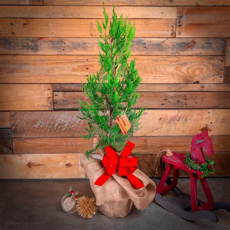 Live Potted Mini Christmas Trees | Leyland Cypress - PlantingTree