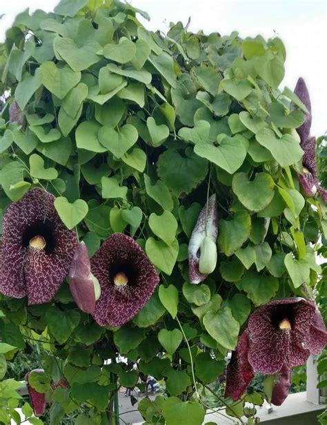 Duck flower seeds , Elegans Calico Dutchman’s Pipe, Aristolochia ...