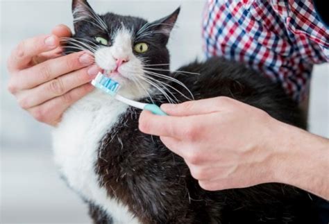 Top 9 Tips for Keeping Your Cat’s Teeth Clean | PetMD