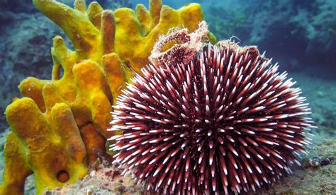 Sea urchin In Greece - AlpinPro