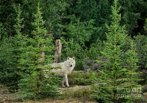 Gray Wolf In Taiga Forest Northwest Territories Canada Photograph by Dave Welling - Pixels