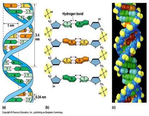 Ekologi Hewan: Asam Nukleat, Mononukleotida, DNA & RNA