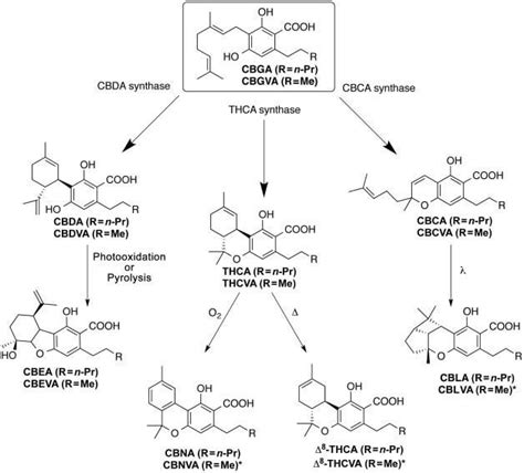 CHAPTER 2 CANNABINOID SYNTHESIS : CannabisExtracts