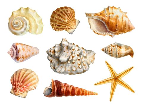 Watercolor seashells. #illustration #art | Seashell illustration ...