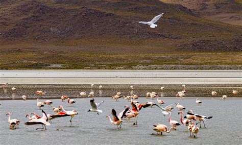 Flamingos in a Shallow Lake in Bolivia Stock Image - Image of natural ...