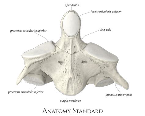 Anatomy Standard - Drawing Axis: anterior aspect - Latin labels ...