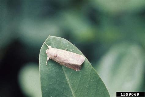 Beet Armyworm – Earthwise Agriculture