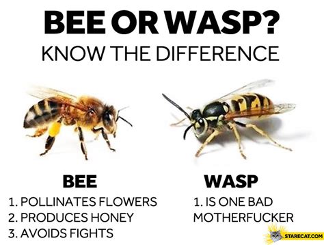 Bee or wasp the difference | StareCat.com