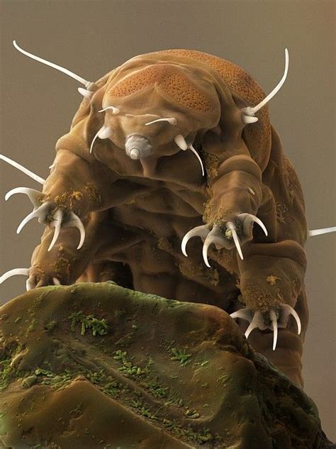 Water Bear or Tardigrade by Science Photo Library | Tardigrade, Weird animals, Animals