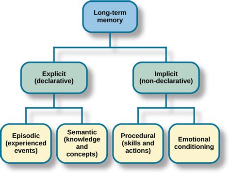 How Memory Functions – Psychology