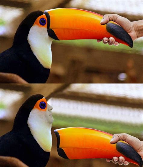 Toucan Beak | /r/Hmmm | Know Your Meme