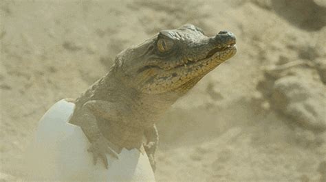 crocodile gifs | WiffleGif