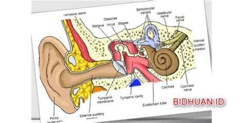Bagian Bagian Telinga (Luar, Tengah, Dalam) Fungsi dan Kegunaan Masing ...