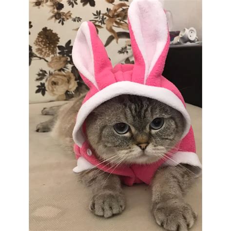 Soft Fleece Cat Costume Rabbit Suit Cute Rabbit Coat for Cat ...