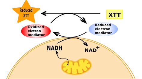 XTT Cell Viability Assay – Tribioscience