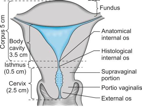 The Cervix Structure Function Vascular Supply TeachMeAnatomy | atelier-yuwa.ciao.jp