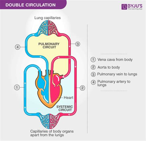 Human Circulatory System - Organs, Diagram and Its Functions